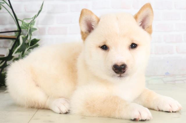 高知県の豆柴 (Coo&RIKU高知御座店/2025年7月16日生まれ/男の子/白)の子犬の2枚目の画像