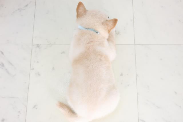 高知県の豆柴 (Coo&RIKU高知御座店/2025年7月16日生まれ/男の子/白)の子犬の4枚目の画像