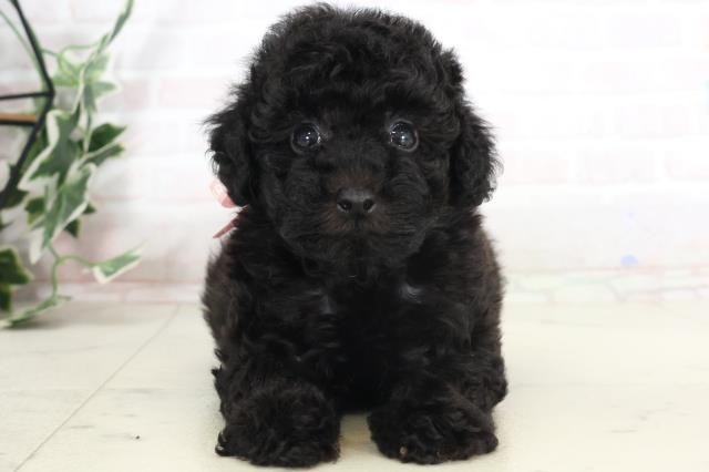 福岡県のトイプードル(トイ) (Coo&RIKU小倉店/2025年7月19日生まれ/女の子/ブラック)の子犬