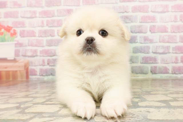北海道のハーフ犬・ミックス犬 (Coo&RIKU岩見沢店/2025年7月20日生まれ/女の子/ホワイト)の子犬の1枚目の画像