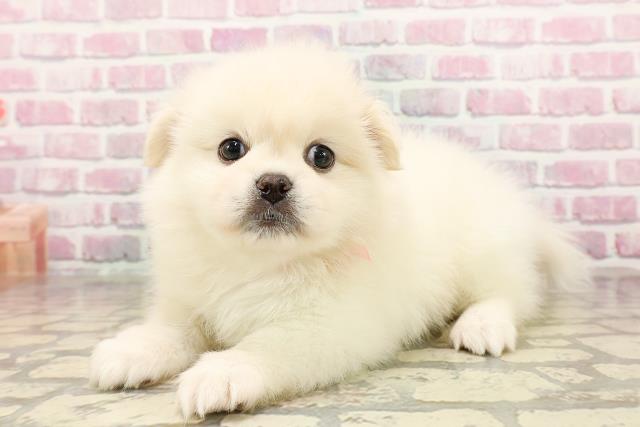 北海道のハーフ犬・ミックス犬 (Coo&RIKU岩見沢店/2025年7月20日生まれ/女の子/ホワイト)の子犬の2枚目の画像