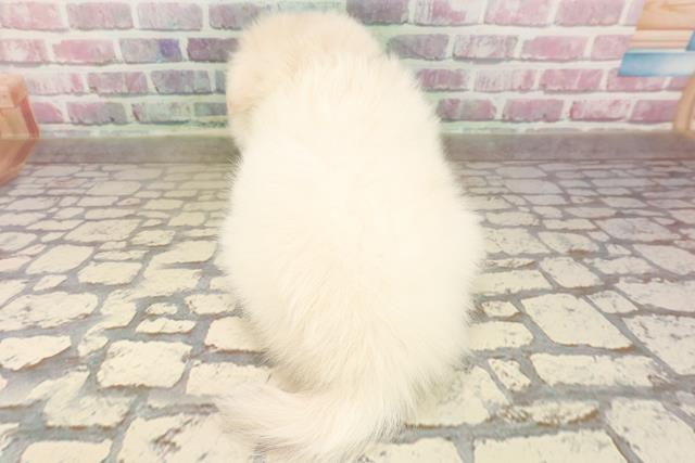 北海道のハーフ犬・ミックス犬 (Coo&RIKU岩見沢店/2025年7月20日生まれ/女の子/ホワイト)の子犬の4枚目の画像