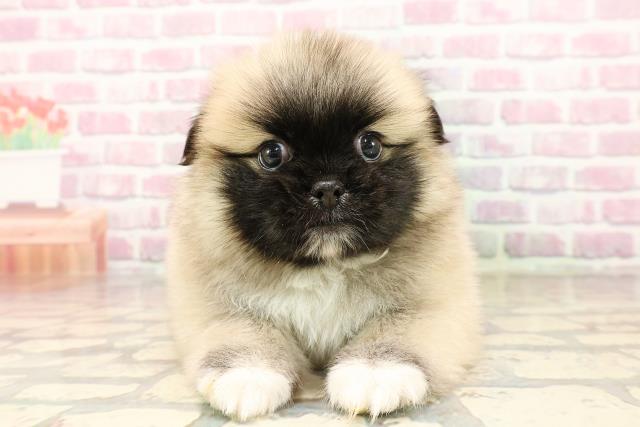 埼玉県のハーフ犬・ミックス犬 (Coo&RIKUアニマルケアセンター大宮/2025年7月20日生まれ/男の子/ウルフセーブル)の子犬の1枚目の画像