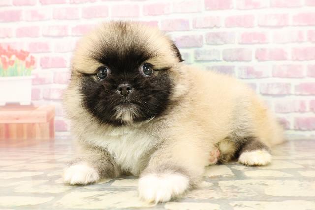 埼玉県のハーフ犬・ミックス犬 (Coo&RIKUアニマルケアセンター大宮/2025年7月20日生まれ/男の子/ウルフセーブル)の子犬の2枚目の画像