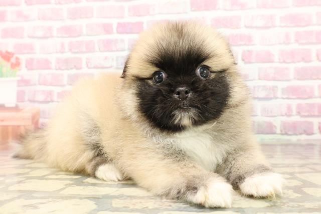 埼玉県のハーフ犬・ミックス犬 (Coo&RIKUアニマルケアセンター大宮/2025年7月20日生まれ/男の子/ウルフセーブル)の子犬の3枚目の画像