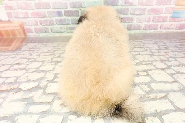 埼玉県のハーフ犬・ミックス犬 (Coo&RIKUアニマルケアセンター大宮/2025年7月20日生まれ/男の子/ウルフセーブル)の子犬の4枚目の画像