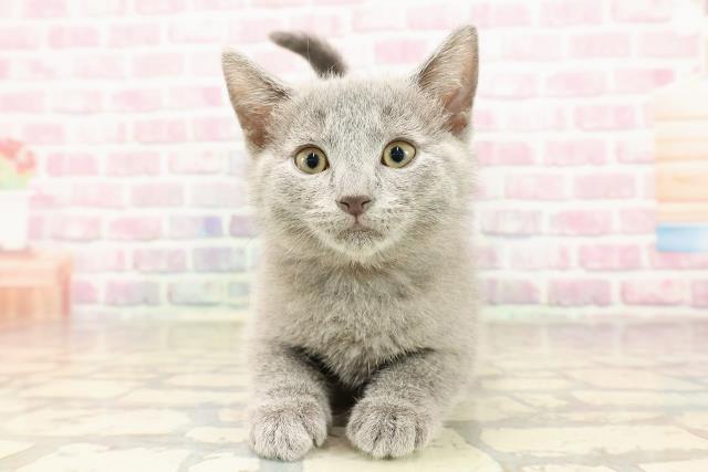 群馬県のシャルトリュー (Coo&RIKU前橋店/2025年7月14日生まれ/女の子/ブルー)の子猫の1枚目の画像