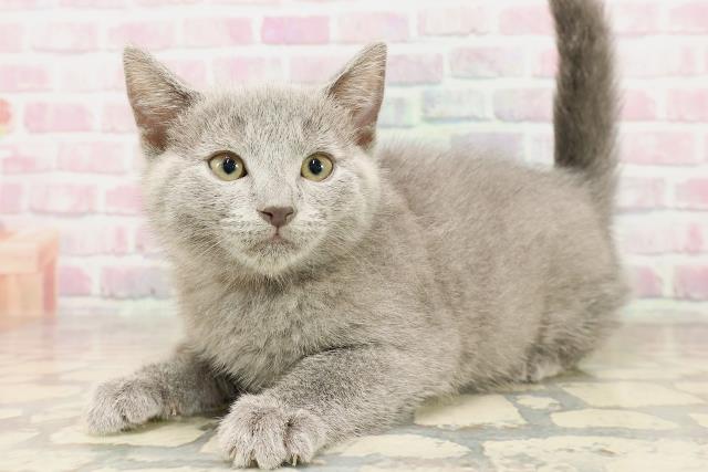 群馬県のシャルトリュー (Coo&RIKU前橋店/2025年7月14日生まれ/女の子/ブルー)の子猫の2枚目の画像