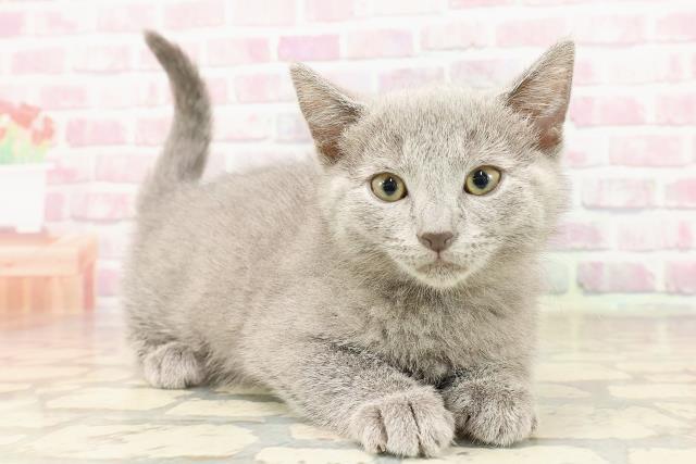 群馬県のシャルトリュー (Coo&RIKU前橋店/2025年7月14日生まれ/女の子/ブルー)の子猫の3枚目の画像