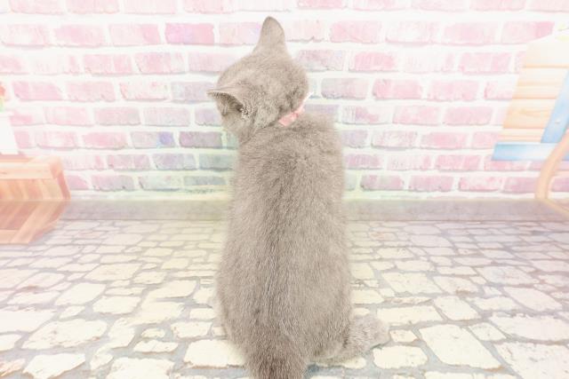 群馬県のシャルトリュー (Coo&RIKU前橋店/2025年7月14日生まれ/女の子/ブルー)の子猫の4枚目の画像