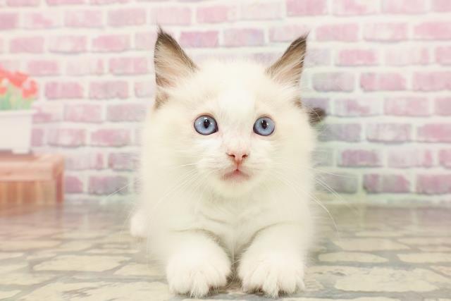 北海道のラグドール (Coo&RIKU札幌西店/2025年7月17日生まれ/男の子/シールポイントバイカラー)の子猫の1枚目の画像