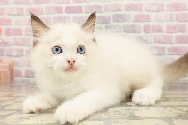 北海道のラグドール (Coo&RIKU札幌西店/2025年7月17日生まれ/男の子/シールポイントバイカラー)の子猫の2枚目の画像