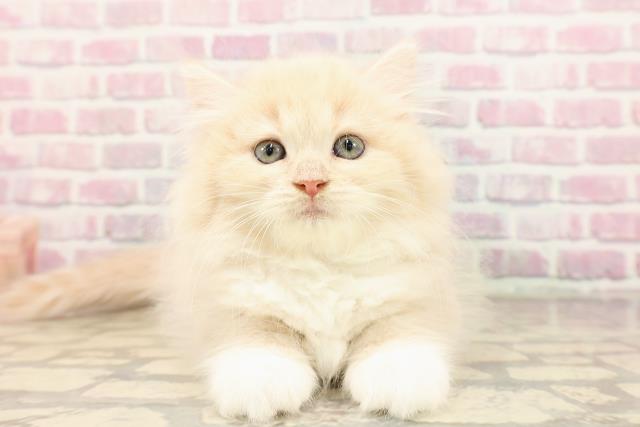 千葉県のラガマフィン (Coo&RIKU市原店/2025年7月16日生まれ/女の子/クリームタビー)の子猫の1枚目の画像