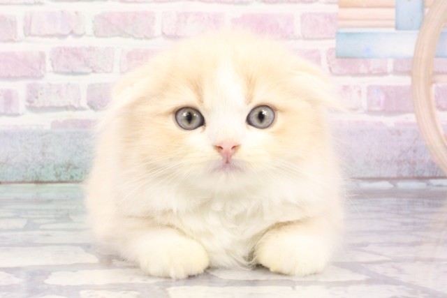 スコティッシュフォールド