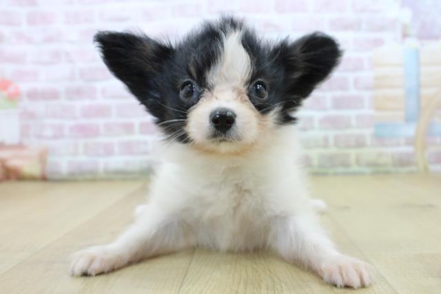 パピヨン