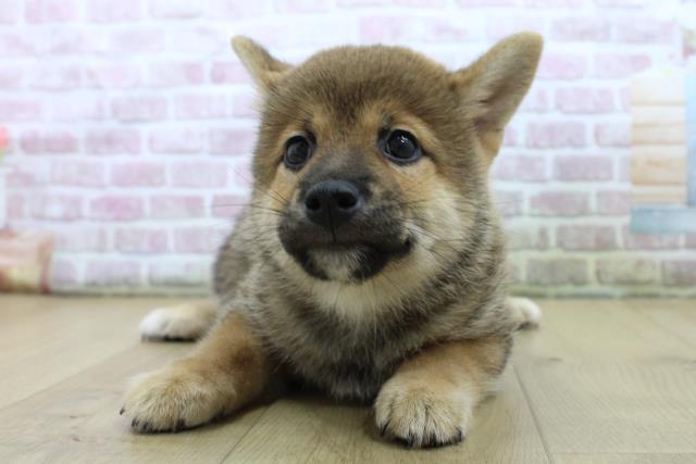 柴犬