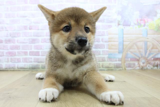 柴犬