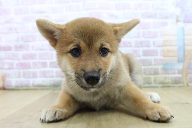 柴犬