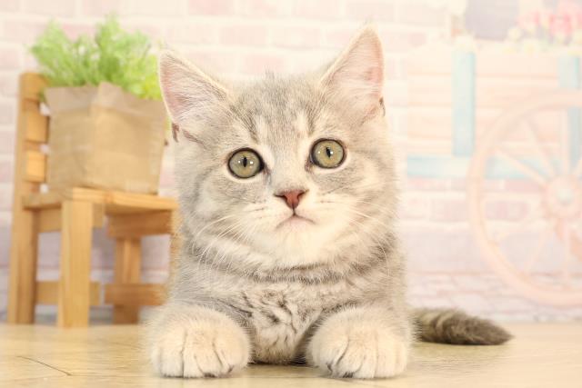 ブリティッシュショートヘアー