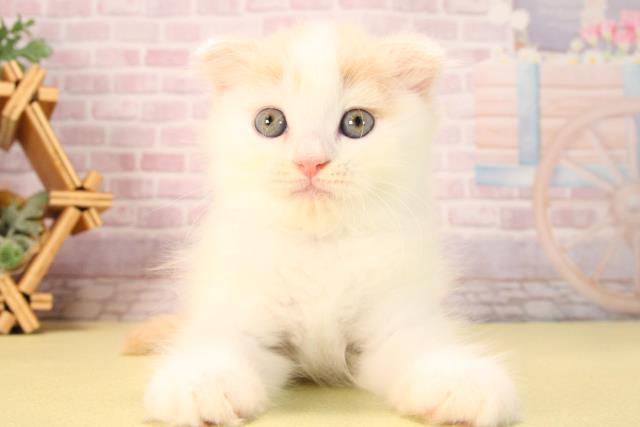 スコティッシュフォールド