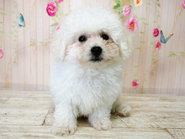 北海道のビションフリーゼ (Coo&RIKU札幌東店/2025年7月15日生まれ/女の子/ホワイト)の子犬の1枚目の画像