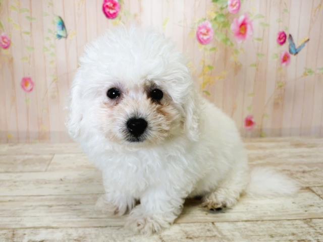 北海道のビションフリーゼ (Coo&RIKU札幌東店/2025年7月15日生まれ/女の子/ホワイト)の子犬の2枚目の画像