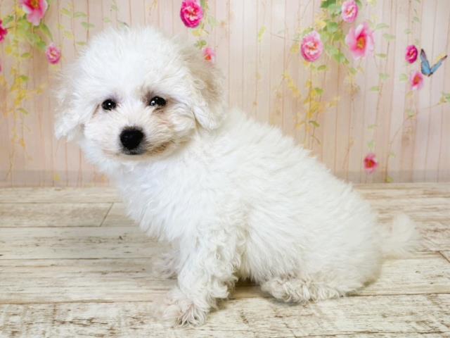 北海道のビションフリーゼ (Coo&RIKU釧路店/2025年7月15日生まれ/女の子/ホワイト)の子犬の2枚目の画像