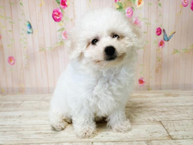 北海道のビションフリーゼ (Coo&RIKU釧路店/2025年7月15日生まれ/女の子/ホワイト)の子犬の3枚目の画像