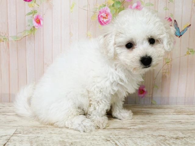栃木県のビションフリーゼ (Coo&RIKUFKDインターパーク店/2025年7月15日生まれ/女の子/ホワイト)の子犬の3枚目の画像