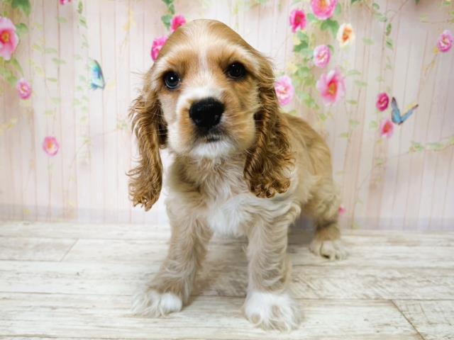 北海道のアメリカンコッカースパニエル (Coo&RIKU札幌西店/2025年7月15日生まれ/男の子/バフ)の子犬の1枚目の画像