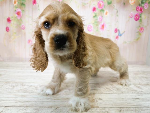 北海道のアメリカンコッカースパニエル (Coo&RIKU札幌西店/2025年7月15日生まれ/男の子/バフ)の子犬の2枚目の画像