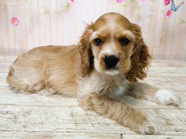 北海道のアメリカンコッカースパニエル (Coo&RIKU札幌西店/2025年7月15日生まれ/男の子/バフ)の子犬の3枚目の画像