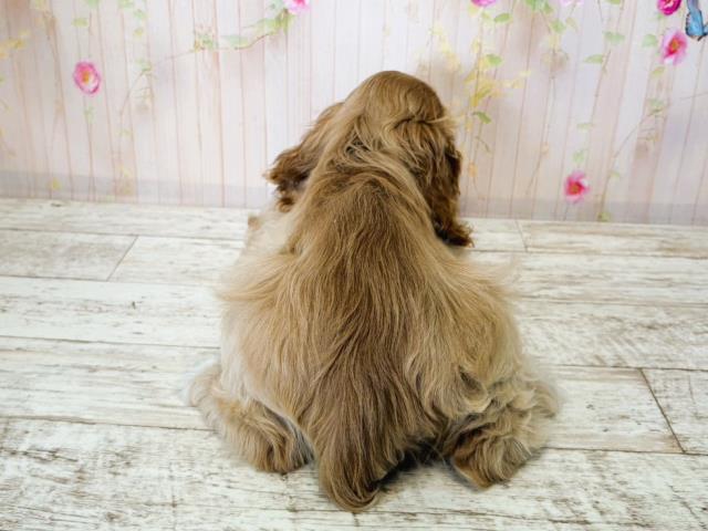 北海道のアメリカンコッカースパニエル (Coo&RIKU札幌西店/2025年7月15日生まれ/男の子/バフ)の子犬の4枚目の画像