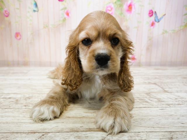 北海道のアメリカンコッカースパニエル (Coo&RIKU札幌東店/2025年7月15日生まれ/男の子/バフ)の子犬の1枚目の画像