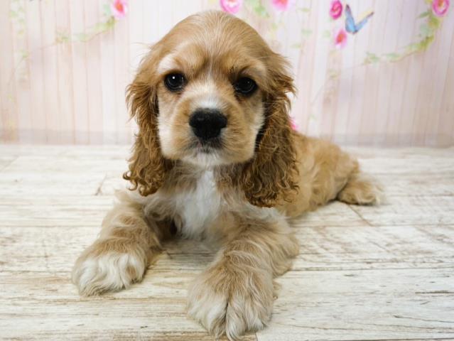 北海道のアメリカンコッカースパニエル (Coo&RIKU札幌東店/2025年7月15日生まれ/男の子/バフ)の子犬の2枚目の画像
