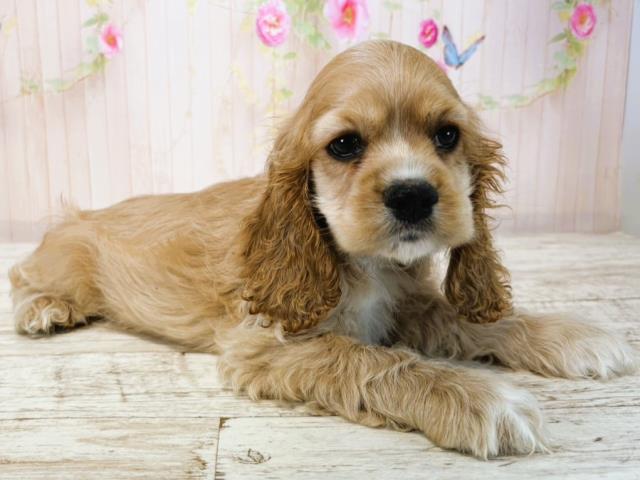 北海道のアメリカンコッカースパニエル (Coo&RIKU札幌東店/2025年7月15日生まれ/男の子/バフ)の子犬の3枚目の画像