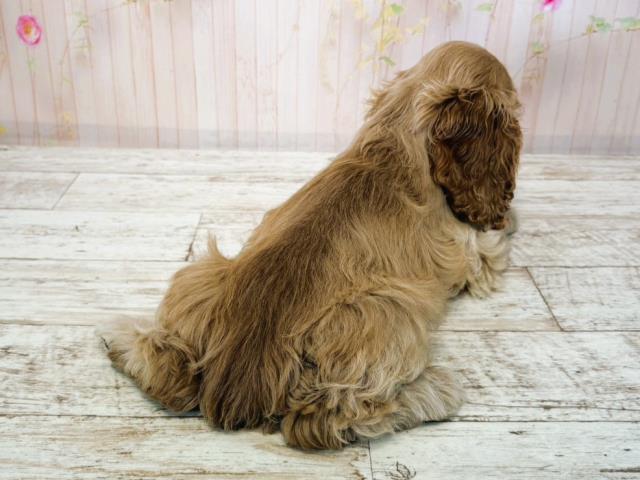 北海道のアメリカンコッカースパニエル (Coo&RIKU札幌東店/2025年7月15日生まれ/男の子/バフ)の子犬の4枚目の画像