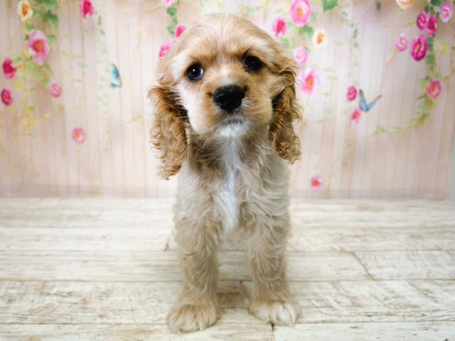 北海道のアメリカンコッカースパニエル (Coo&RIKU北見店/2025年7月15日生まれ/女の子/バフ)の子犬の1枚目の画像