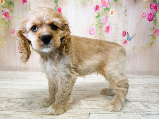 北海道のアメリカンコッカースパニエル (Coo&RIKU北見店/2025年7月15日生まれ/女の子/バフ)の子犬の2枚目の画像