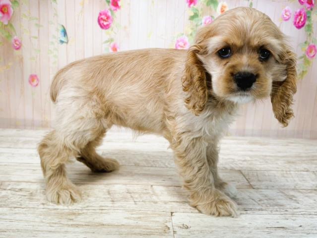 北海道のアメリカンコッカースパニエル (Coo&RIKU北見店/2025年7月15日生まれ/女の子/バフ)の子犬の3枚目の画像