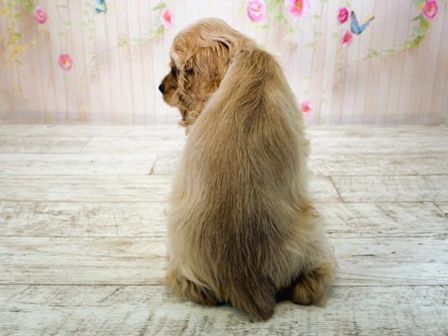 北海道のアメリカンコッカースパニエル (Coo&RIKU北見店/2025年7月15日生まれ/女の子/バフ)の子犬の4枚目の画像