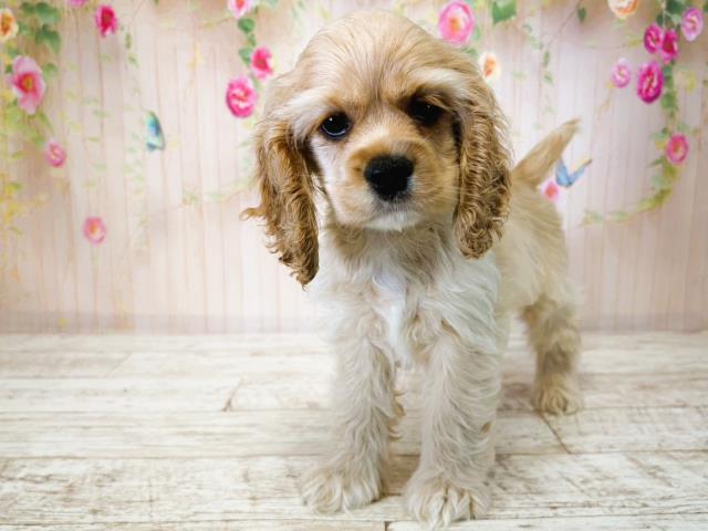 北海道のアメリカンコッカースパニエル (Coo&RIKU旭川店/2025年7月15日生まれ/女の子/バフ)の子犬の1枚目の画像