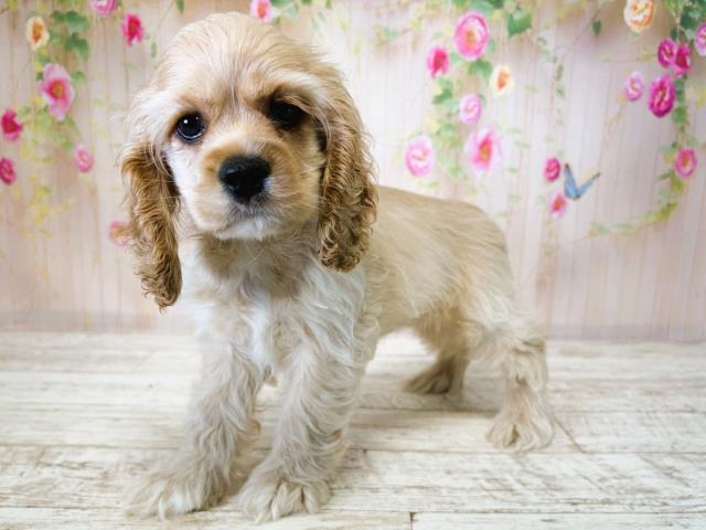 北海道のアメリカンコッカースパニエル (Coo&RIKU旭川店/2025年7月15日生まれ/女の子/バフ)の子犬の2枚目の画像
