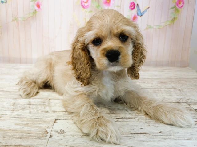 北海道のアメリカンコッカースパニエル (Coo&RIKU旭川店/2025年7月15日生まれ/女の子/バフ)の子犬の3枚目の画像
