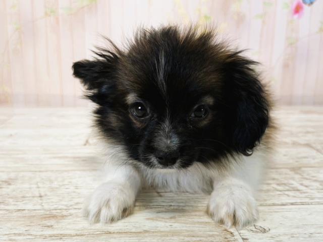 北海道のパピヨン (Coo&RIKU帯広店/2025年7月16日生まれ/男の子/トライカラー)の子犬の1枚目の画像