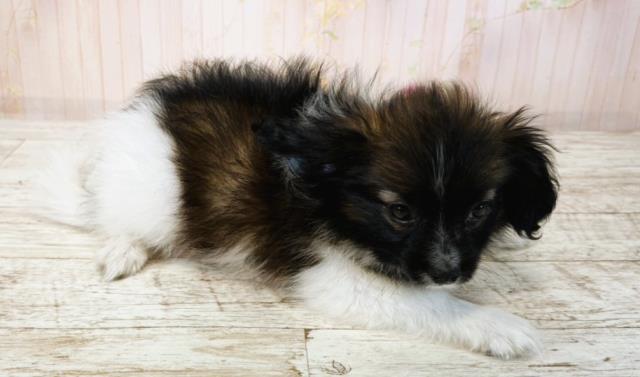 北海道のパピヨン (Coo&RIKU帯広店/2025年7月16日生まれ/男の子/トライカラー)の子犬の3枚目の画像
