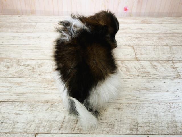 北海道のパピヨン (Coo&RIKU帯広店/2025年7月16日生まれ/男の子/トライカラー)の子犬の4枚目の画像