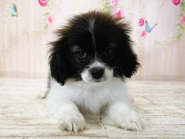 埼玉県のパピヨン (Coo&RIKU川越店/2025年7月16日生まれ/男の子/トライカラー)の子犬の1枚目の画像