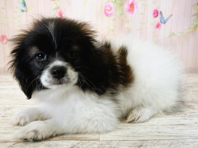 埼玉県のパピヨン (Coo&RIKU川越店/2025年7月16日生まれ/男の子/トライカラー)の子犬の2枚目の画像