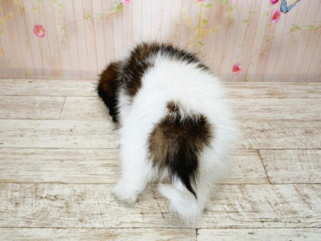 埼玉県のパピヨン (Coo&RIKU川越店/2025年7月16日生まれ/男の子/トライカラー)の子犬の4枚目の画像